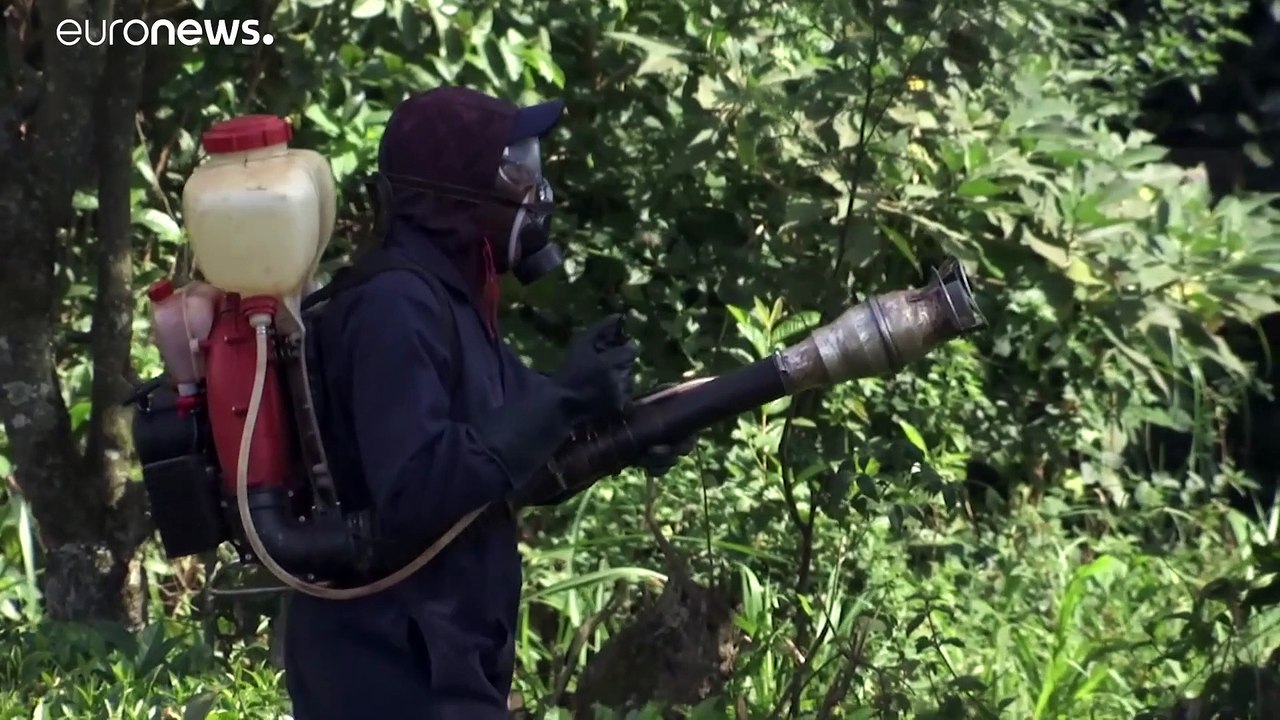 Praga de gafanhotos no Quénia