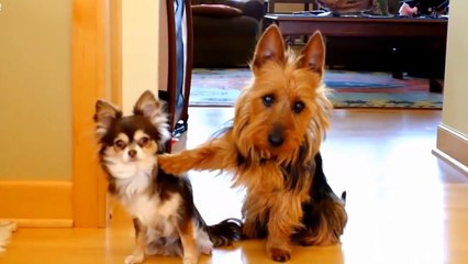 Cute Pets