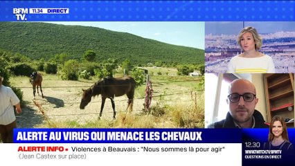 BFMTV répond à vos questions : Quel est ce virus qui menace les chevaux ? - 05/03