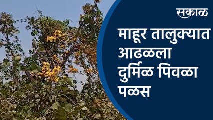 माहूर तालुक्यात आढळला दुर्मिळ पिवळा पळस  | Yellow palm|