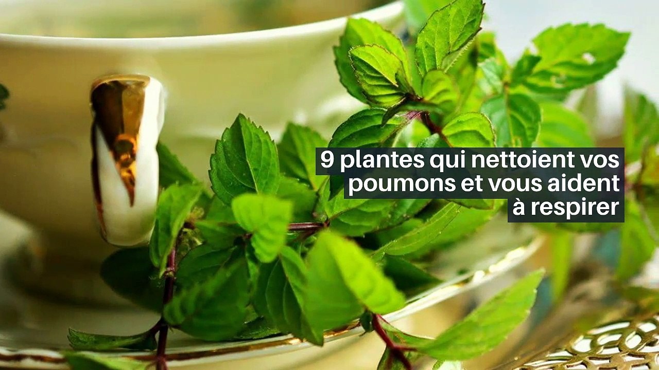 9 plantes qui nettoient vos poumons et vous aident à respirer