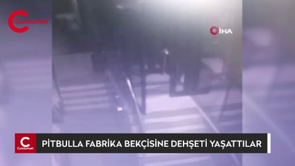 Pitbullla fabrika bekçisine dehşeti yaşattılar