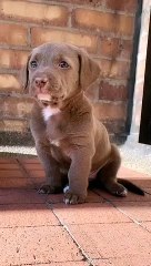 Cute Puppy