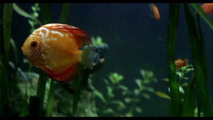 cine chileno la vida de los peces 2010 parte 02