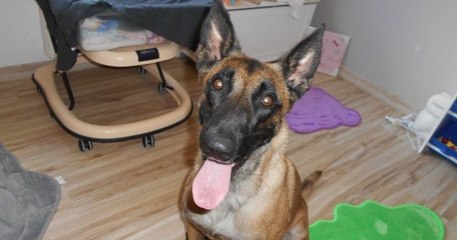Sarthe: un couple retrouve sa chienne trois ans après sa disparition