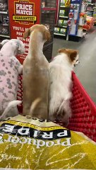 Doggies Enjoy Exciting Cart Ride