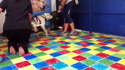 Sansão, o cão que inspirou lei contra maus-tratos, volta a andar
