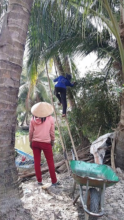 Picking coconuts