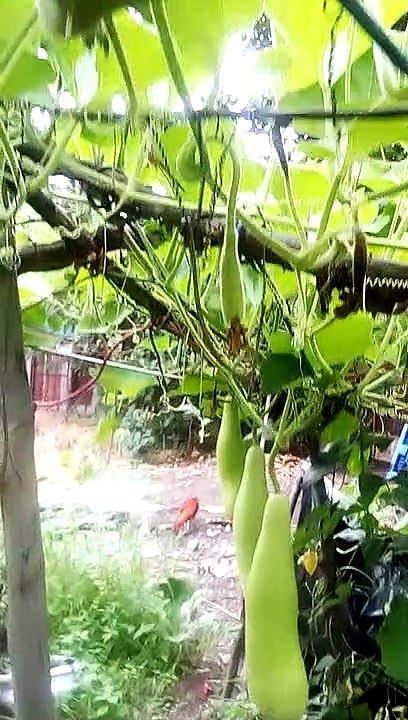 harvest