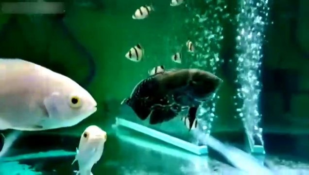 Oscar Ornamental Fish, Beautiful And Unique Predator Fish Suitable For Aquariums Can Be Mixed With Other Fish