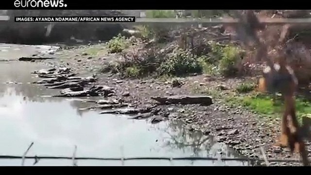 С фермы сбежали десятки крокодилов