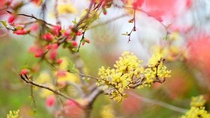 [영상] 야생화 향긋한 봄 내음...봄 기운 활짝 / YTN