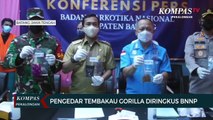 BNNP Jateng Ringkus Pengedar Tembakau Gorila