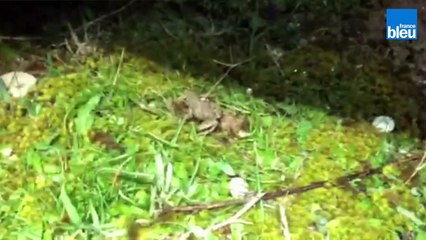 Ile de Ré : des crapauds traversent la départementale pour se reproduire