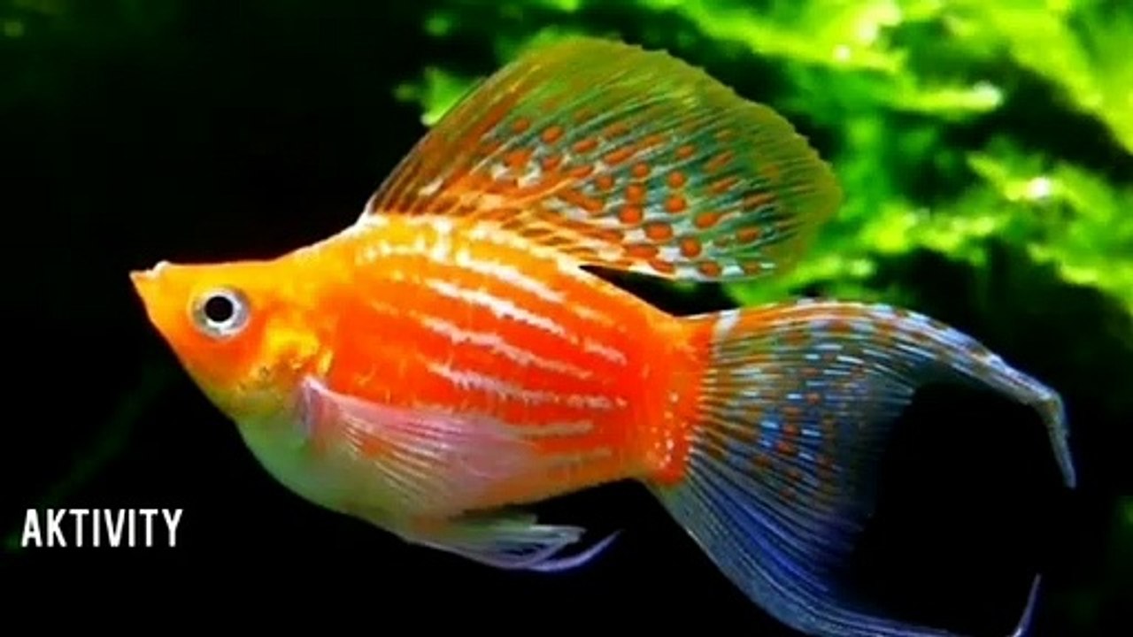 FRESH WATER DECORATIVE FISH SUITABLE IN AQUARIUM
