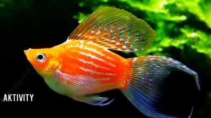 FRESH WATER DECORATIVE FISH SUITABLE IN AQUARIUM