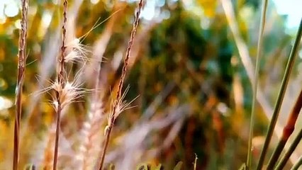 Love Honey's Pop Song - Beautiful Video & Love Musical Song. চমৎকার ভিডিও ও চমৎক