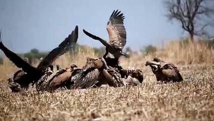 बर्ड विलेज मेनार में दिखा आसमान के बादशाहों का झुंड, विलुप्तप्राय प्रजातियों के 160 गिद्ध एक साथ दिखे