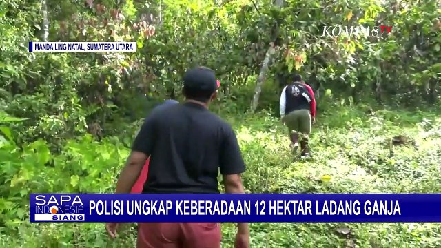 Terungkap Ada 12 Hektar Ladang Ganja di Mandailing Natal