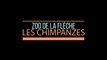 Les chimpanzés du zoo de La Flèche / The chimpanzees of La Flèche zoo