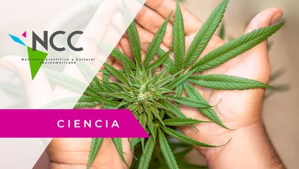 Una actriz y activista promueve el uso terapéutico de cannabis en Perú