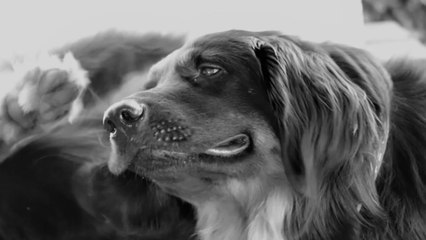 Why Dogs Have Itchy Skin?