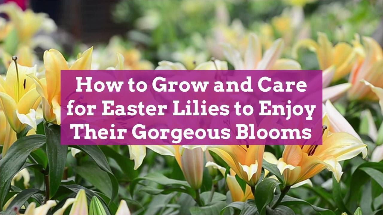How to Grow and Care for Easter Lilies to Enjoy Their Gorgeous Blooms