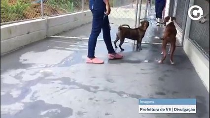 Animais resgatados de maus-tratos em Vila Velha serão colocados para adoção