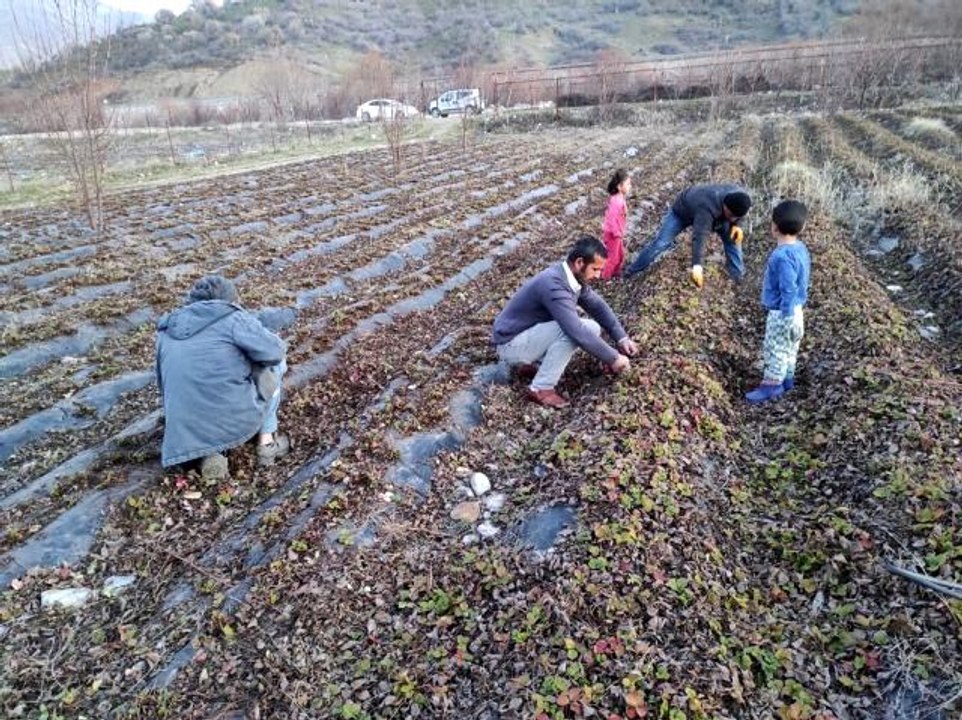 Batman'da çilek bahçelerinde budama ve temizleme çalışmaları başladı