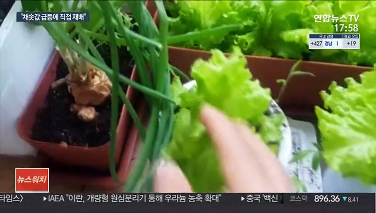 "채솟값 폭등에 집에서 직접 재배까지"…밥상물가 말썽