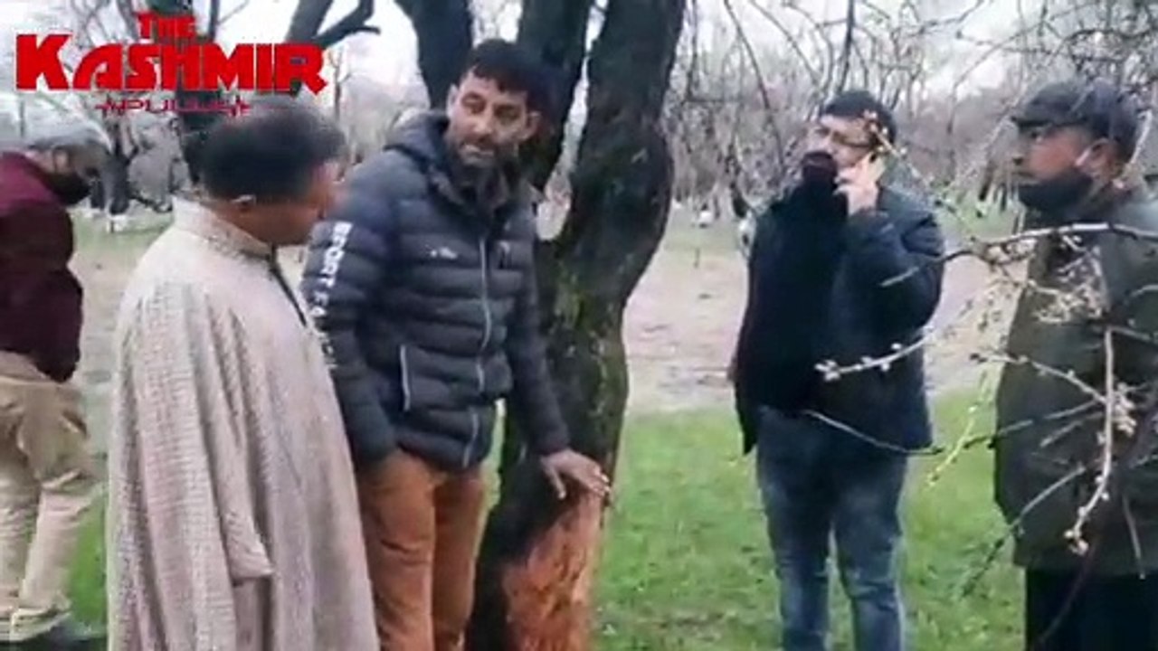 Almond trees damaged by porcupines in Pulwama village