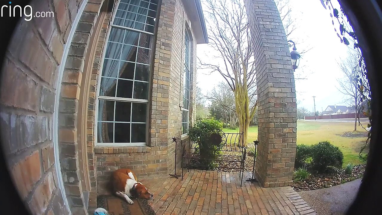 Family Dogs Learn to Use Ring Video Doorbell to Get Owner’s Attention _ Ring TV