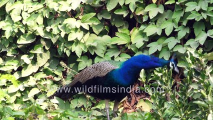 India's national bird and its rather weird call