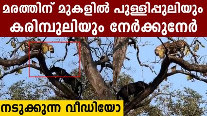 മരത്തിന് മുകളിൽ ഇരുന്ന് മല്ലടിച്ച് കരിമ്പുലിയും പുള്ളിപ്പുലിയും..വീഡിയോ | Oneindia Malayalam