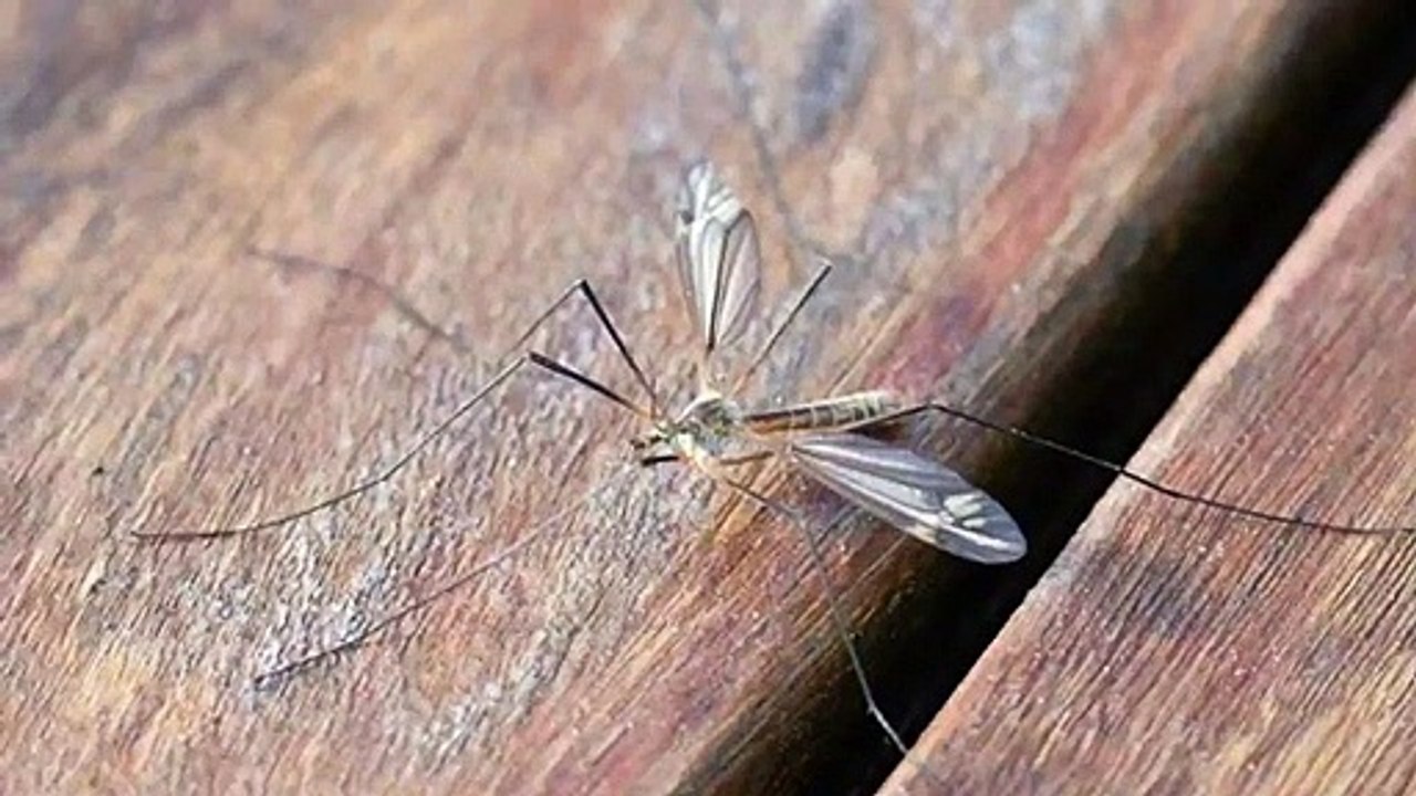 Why Mosquitoes Buzz In People's Ears?