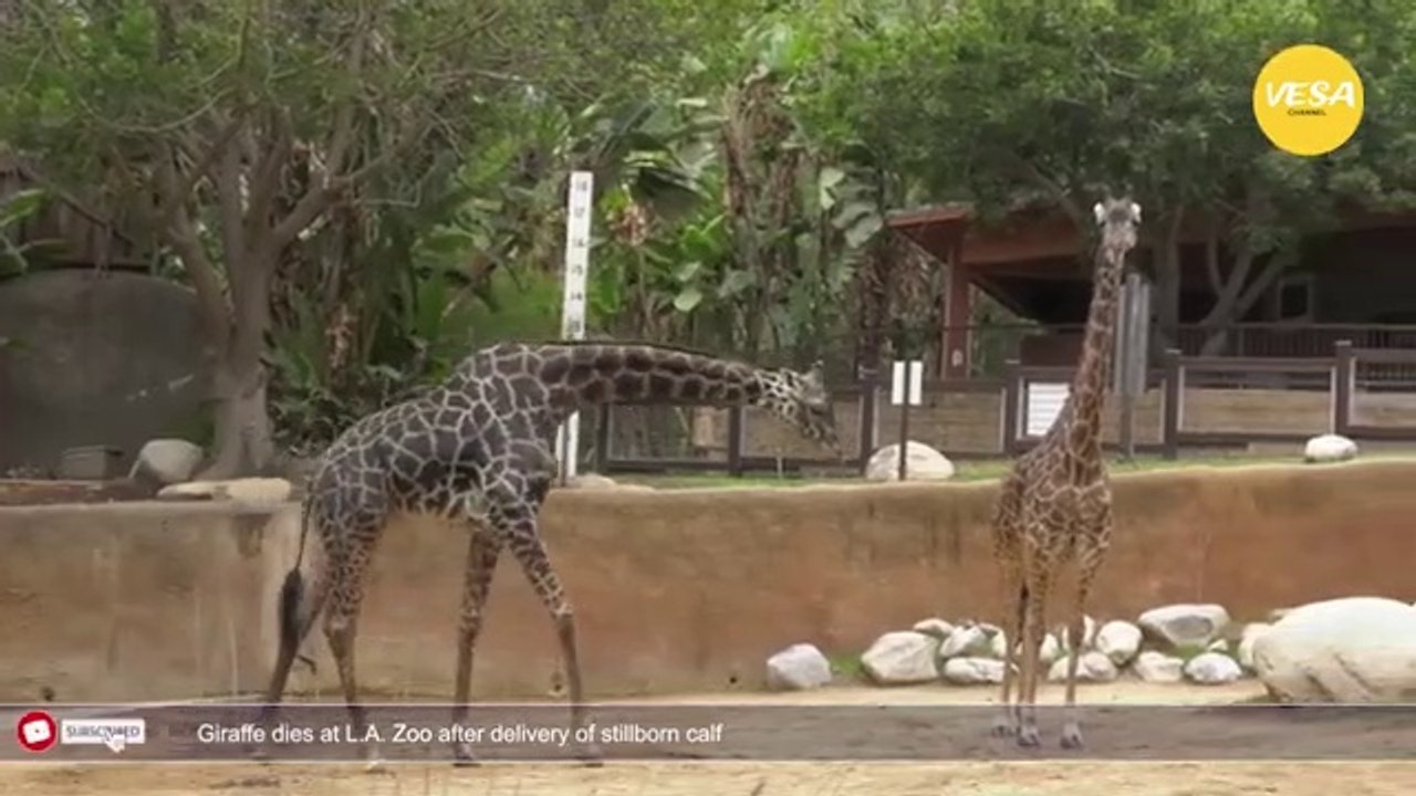 Giraffe dies at L A Zoo after delivery of stillborn calf