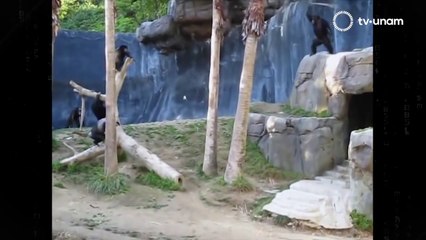 NO MEMES, CIBERBULLYING