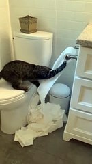 Troublesome Kitty Uses the Whole Roll