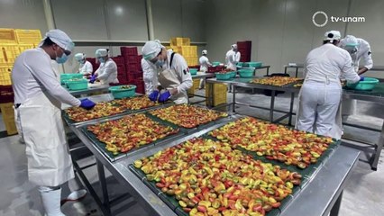 Energía geotérmica para alimentos y agua potable