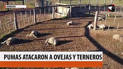 Andresito: pumas atacaron a ovejas y terneros