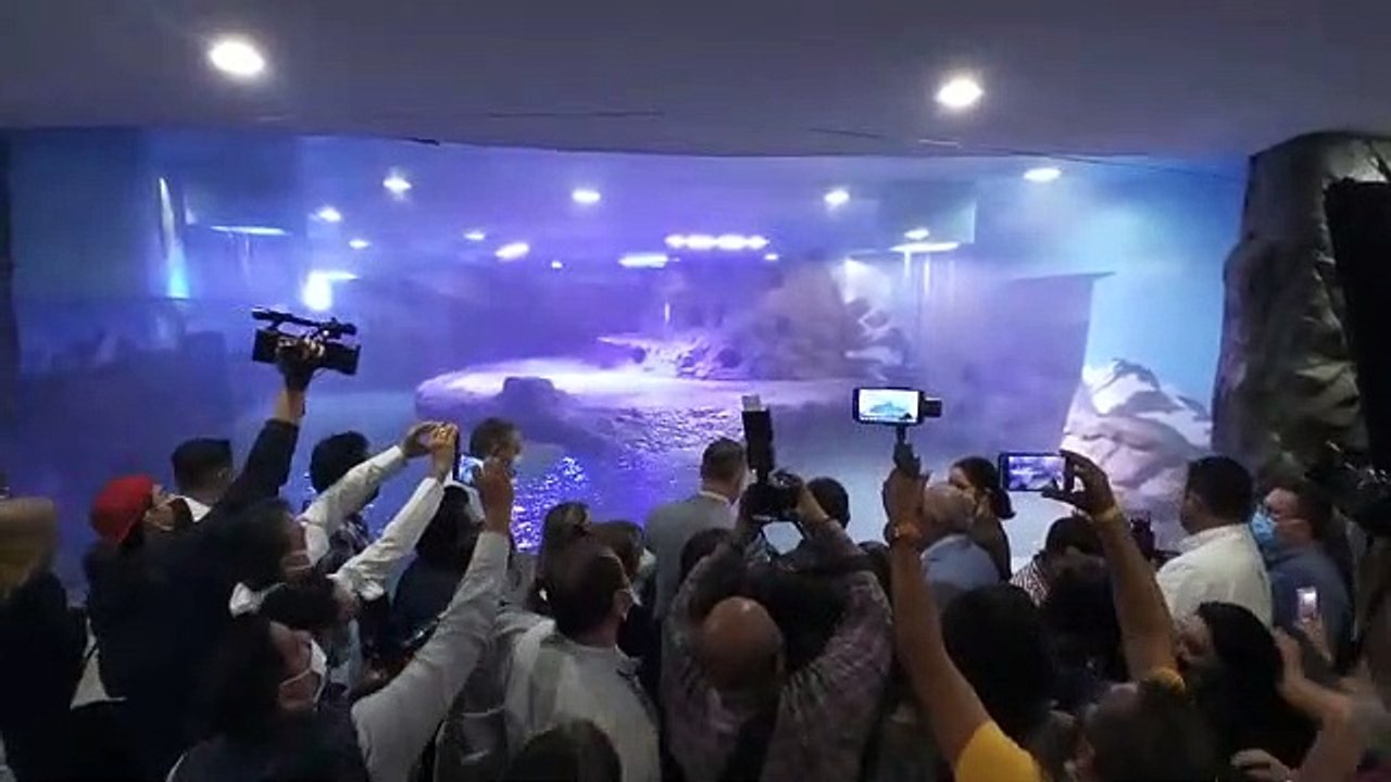 Inauguración del Pinguinario