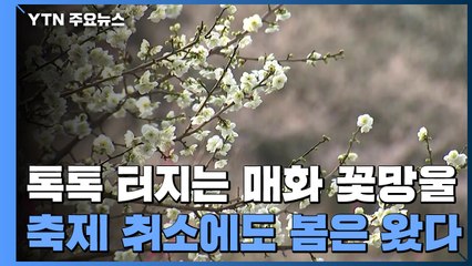 톡톡 터지는 '매화 꽃망울'...축제 취소에도 봄은 왔다 / YTN