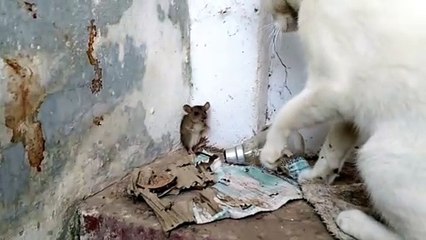 mouse begging for life emotional