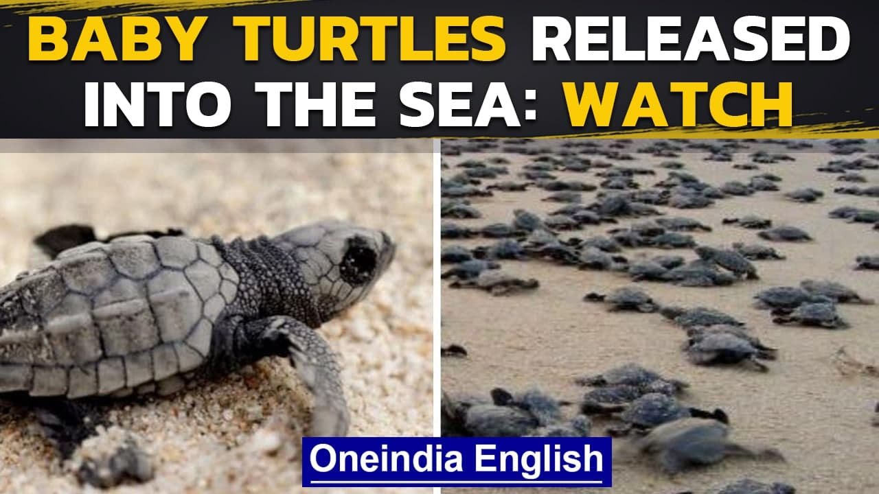 Large number of baby turtles released into sea in Rameswaram | Oneindia News
