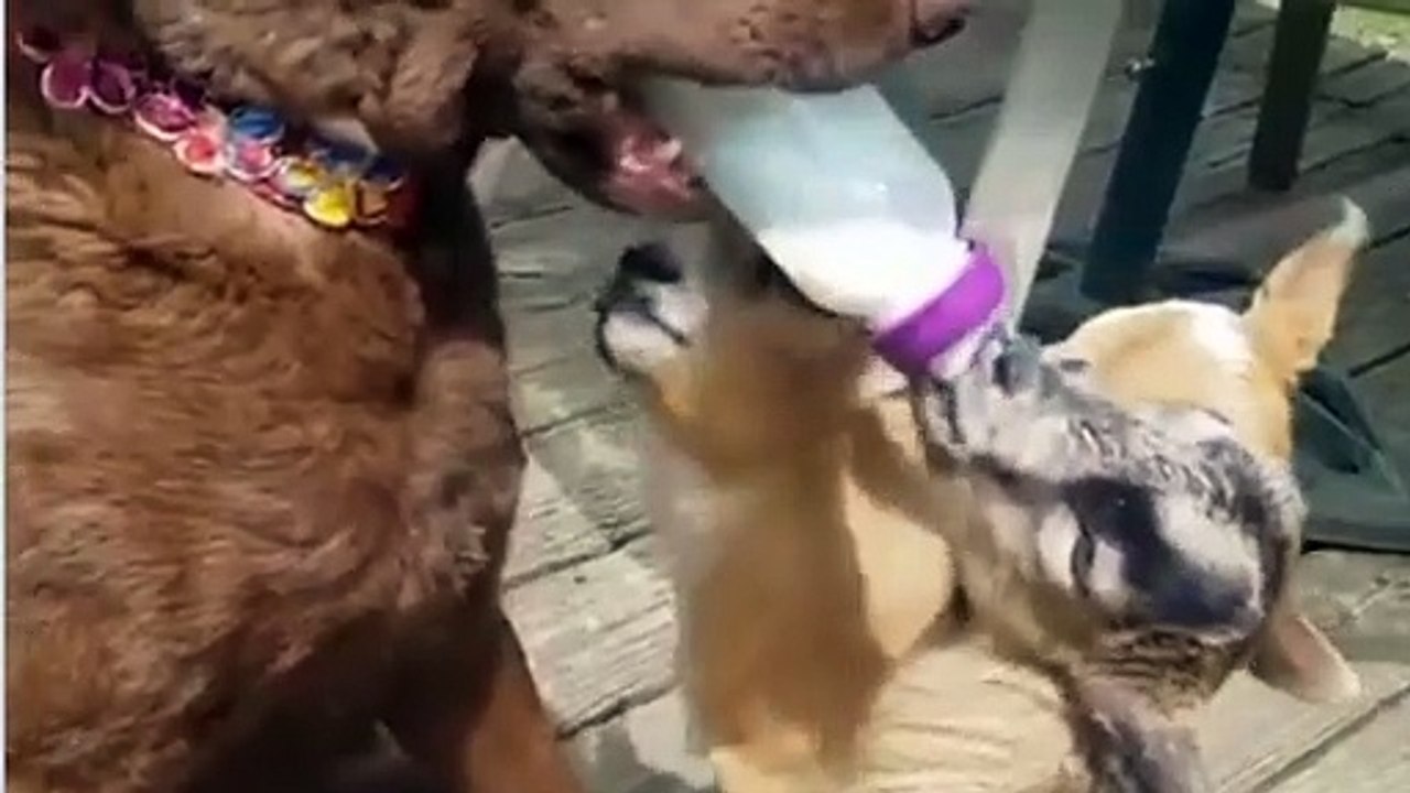 GoatBaby Jumping Funny Video _ Cat and Goat Funny Video _ GoatBaby Jumping Video Cat Funny Video