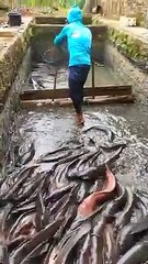 Ikan Lele Raksasa Jumbo Terbesar di dunia ayam