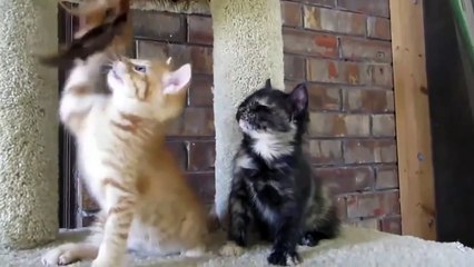 Cute Kittens