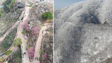 남녘은 매화 개화, 영동은 눈꽃 만발...두 계절 공존 / YTN