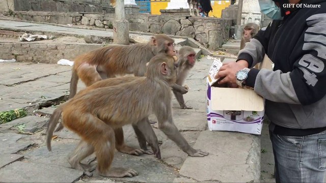 feeding 15 kg boiled potato to the hungry monkey // monkey man
