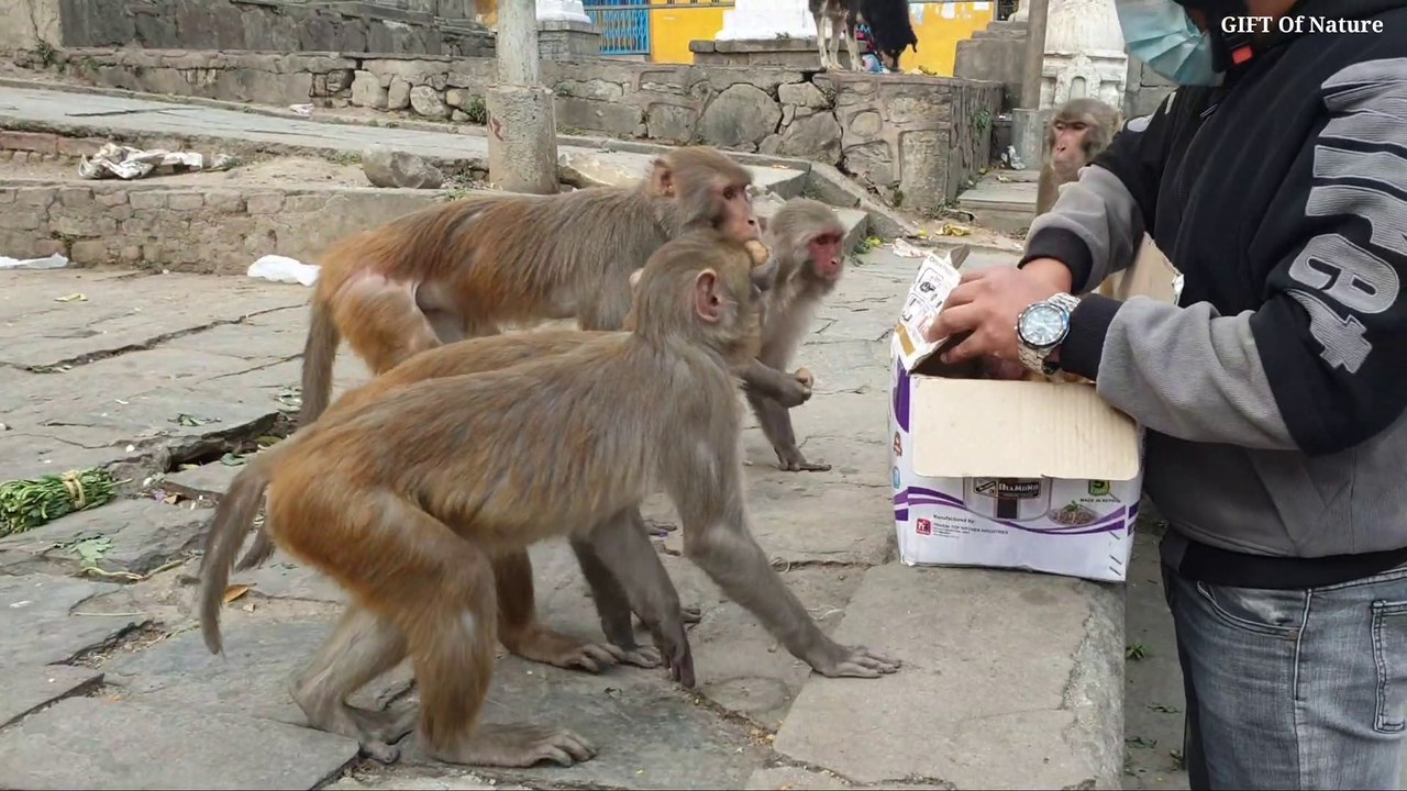 feeding 15 kg boiled potato to the hungry monkey // monkey man